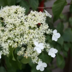 Hortensia - Sæt med 2 - Hydrangea anomale Petiolaris - Højde 60-70cm - ⌀15cm