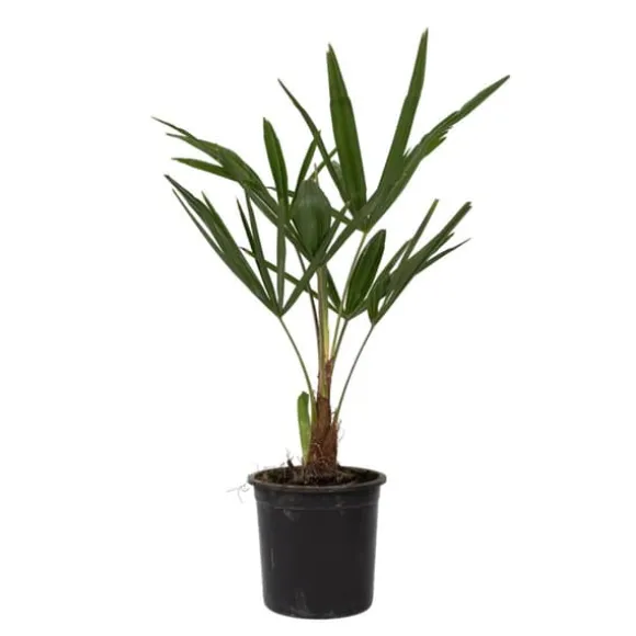 Hørpalme - Sæt med 4 - Trachycarpus Fortunei - Højde 35-45cm - ⌀15cm