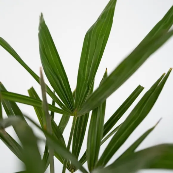Hørpalme - Sæt med 4 - Trachycarpus Fortunei - Højde 35-45cm - ⌀15cm