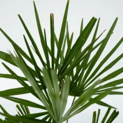 Hørpalme - Sæt med 4 - Trachycarpus Fortunei - Højde 35-45cm - ⌀15cm