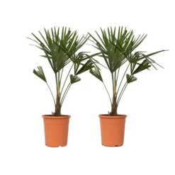 Hørpalme - Sæt med 2 - Trachycarpus Fortunei - Højde 65-75cm - ⌀21cm