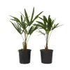 Hørpalme - Sæt med 2 - Trachycarpus Fortunei - Højde 35-45cm - ⌀15cm