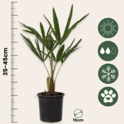 Hørpalme - Sæt med 2 - Trachycarpus Fortunei - Højde 35-45cm - ⌀15cm