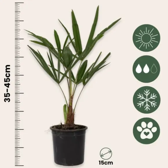 Hørpalme - Sæt med 2 - Trachycarpus Fortunei - Højde 35-45cm - ⌀15cm