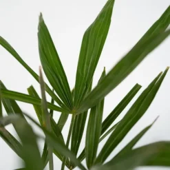 Hørpalme - Sæt med 2 - Trachycarpus Fortunei - Højde 35-45cm - ⌀15cm