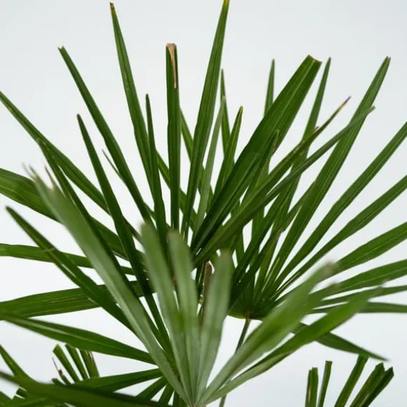 Hørpalme - Sæt med 2 - Trachycarpus Fortunei - Højde 35-45cm - ⌀15cm