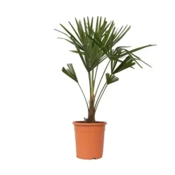 Hørpalme - Trachycarpus Fortunei - Højde 65-75cm - ⌀21cm