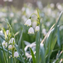 Hvidblomme løg - Sæt med 40 - Leucojum aestivium - Blomsterløg - Hvid
