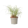 Hvidbroget elefantgræs - Miscanthus sinensis 'Red Chief' - Højde 40-60cm - ⌀23cm