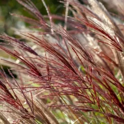Hvidbroget elefantgræs - Miscanthus sinensis 'Red Chief' - Højde 40-60cm - ⌀23cm