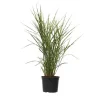 Hvidbroget elefantgræs - Miscanthus sinensis 'Zebrinus' - Højde 20-30cm - ⌀23cm
