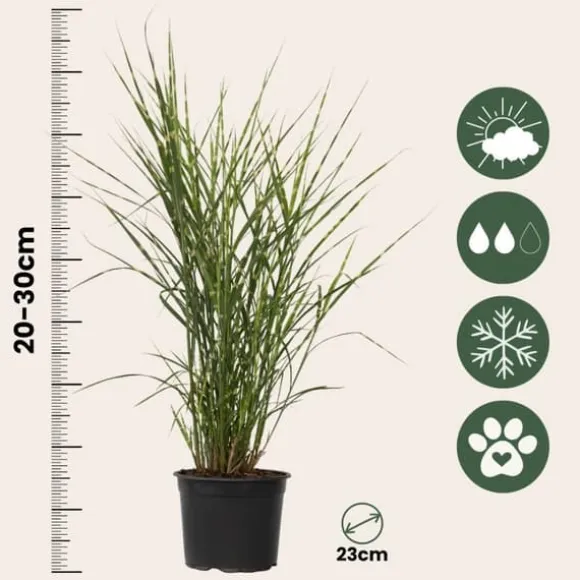 Hvidbroget elefantgræs - Miscanthus sinensis 'Zebrinus' - Højde 20-30cm - ⌀23cm