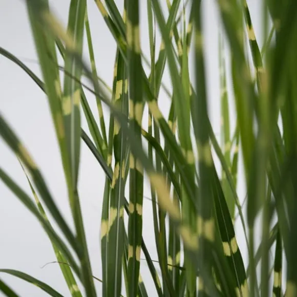 Hvidbroget elefantgræs - Miscanthus sinensis 'Zebrinus' - Højde 20-30cm - ⌀23cm
