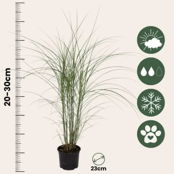 Hvidbroget elefantgræs - Miscanthus 'Kleine Silberspinne - Højde 20-30cm - ⌀23cm