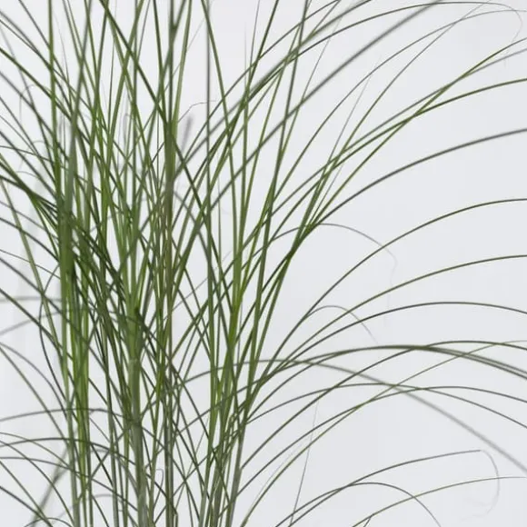Hvidbroget elefantgræs - Miscanthus 'Kleine Silberspinne - Højde 20-30cm - ⌀23cm