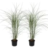 Hvidbroget elefantgræs - Sæt med 2 - Miscanthus - Højde 20-30cm - ⌀23cm