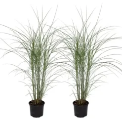 Hvidbroget elefantgræs - Sæt med 2 - Miscanthus - Højde 20-30cm - ⌀23cm