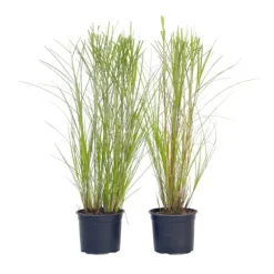 Hvidbroget elefantgræs - Sæt med 2 - Miscanthus - Højde 40-60cm - ⌀23cm