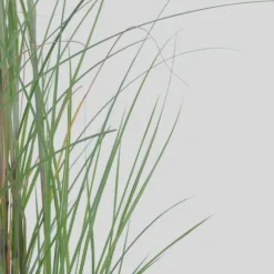 Hvidbroget elefantgræs - Sæt med 2 - Miscanthus - Højde 40-60cm - ⌀23cm
