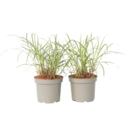 Hvidbroget elefantgræs - Sæt 2 - Miscanthus 'Red Chief' - Højde 40-60cm - ⌀23cm