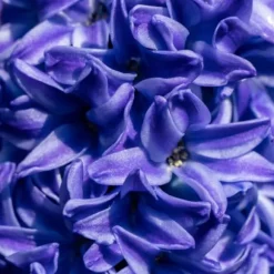 Hyacint - Sæt med 25 - Hyacinthus 'Blue Trophy' - Blomsterløg - Blå