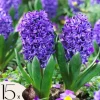 Hyacint - Sæt med 15 - Hyacinthus 'Blue Trophy' - Blomsterløg - Blå