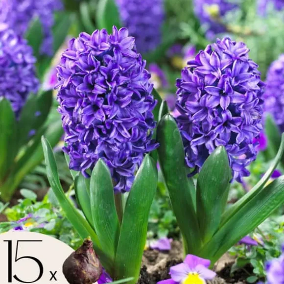 Hyacint - Sæt med 15 - Hyacinthus 'Blue Trophy' - Blomsterløg - Blå