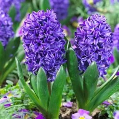 Hyacint - Sæt med 15 - Hyacinthus 'Blue Trophy' - Blomsterløg - Blå