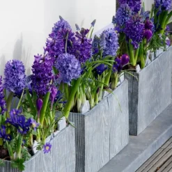 Hyacint - Sæt med 15 - Hyacinthus 'Blue Trophy' - Blomsterløg - Blå