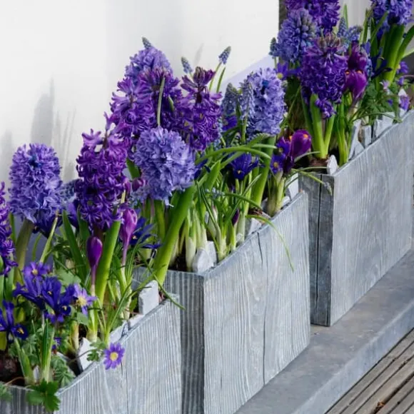 Hyacint - Sæt med 15 - Hyacinthus 'Blue Trophy' - Blomsterløg - Blå