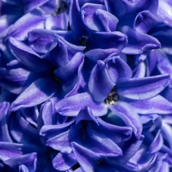 Hyacint - Sæt med 15 - Hyacinthus 'Blue Trophy' - Blomsterløg - Blå