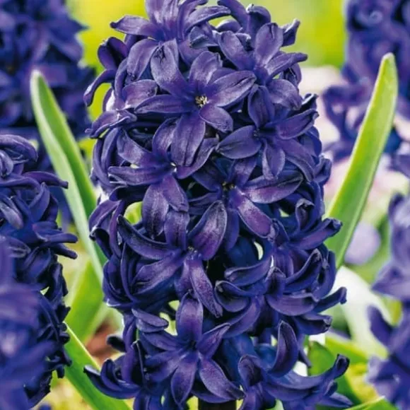 Hyacint - Sæt med 15 - Hyacinthus 'Blue Trophy' - Blomsterløg - Blå