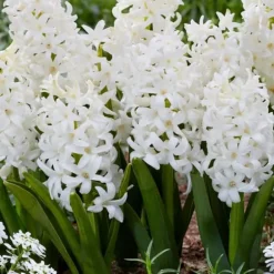 Hyacint - Sæt med 20 - Hyacinthus 'Carnegie' - Blomsterløg - Hvid