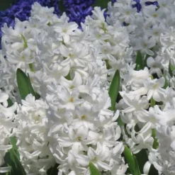 Hyacint - Sæt med 20 - Hyacinthus 'Carnegie' - Blomsterløg - Hvid