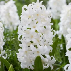 Hyacint - Sæt med 20 - Hyacinthus 'Carnegie' - Blomsterløg - Hvid