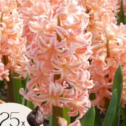 Hyacint - Sæt med 25 - Hyacinthus 'Gipsy Queen' - Blomsterløg - Orange