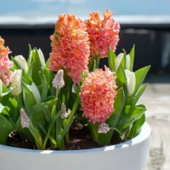 Hyacint - Sæt med 25 - Hyacinthus 'Gipsy Queen' - Blomsterløg - Orange
