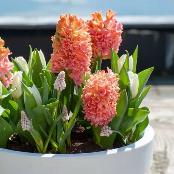 Hyacint - Sæt med 25 - Hyacinthus 'Gipsy Queen' - Blomsterløg - Orange