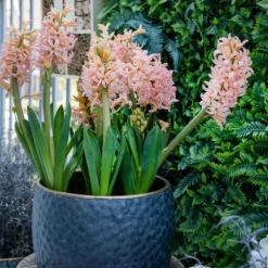 Hyacint - Sæt med 25 - Hyacinthus 'Gipsy Queen' - Blomsterløg - Orange