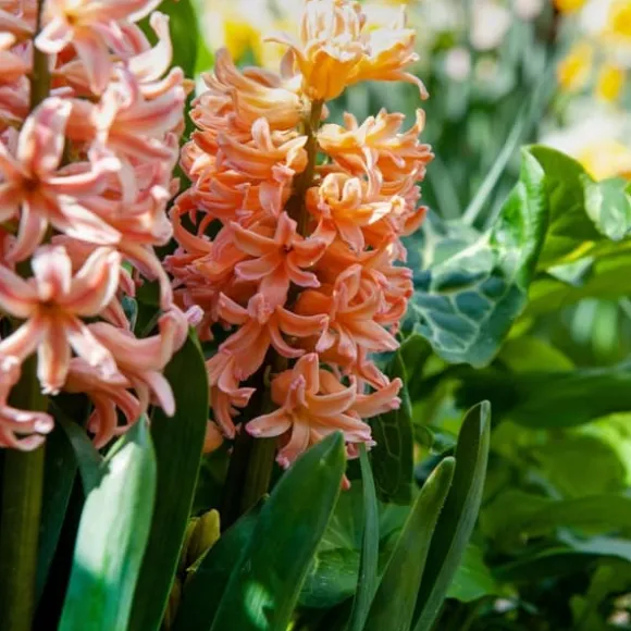 Hyacint - Sæt med 25 - Hyacinthus 'Gipsy Queen' - Blomsterløg - Orange