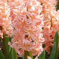 Hyacint - Sæt med 25 - Hyacinthus 'Gipsy Queen' - Blomsterløg - Orange