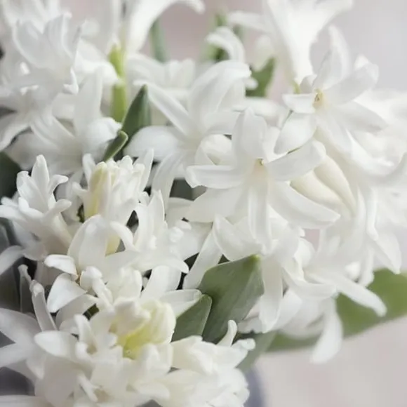 Hyacint - Sæt med 10 - Hyacinthus 'Carnegie' - Blomsterløg - Hvid
