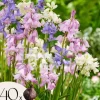 Hyacint blanding - Sæt med 40 - Hyacinthoides Hispanica - Blomsterløg