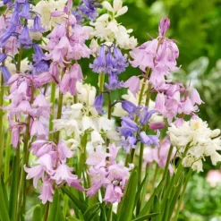 Hyacint blanding - Sæt med 40 - Hyacinthoides Hispanica - Blomsterløg