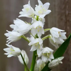 Hyacint blanding - Sæt med 40 - Hyacinthoides Hispanica - Blomsterløg