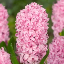 Hyacint blanding - Sæt med 20 - Hyacinthus - Blomsterløg - Flerfarvet