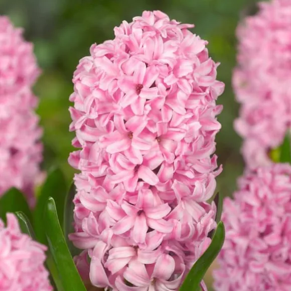 Hyacint blanding - Sæt med 20 - Hyacinthus - Blomsterløg - Flerfarvet
