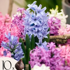 Hyacint blanding - Sæt med 10 - Hyacinthus - Blomsterløg - Flerfarvet