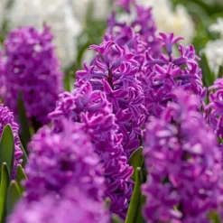 Hyacintløg - 10 stk. sæt - Hyacinthus 'Purple Voice' - Blomsterløg