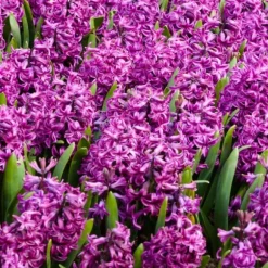 Hyacintløg - 10 stk. sæt - Hyacinthus 'Purple Voice' - Blomsterløg